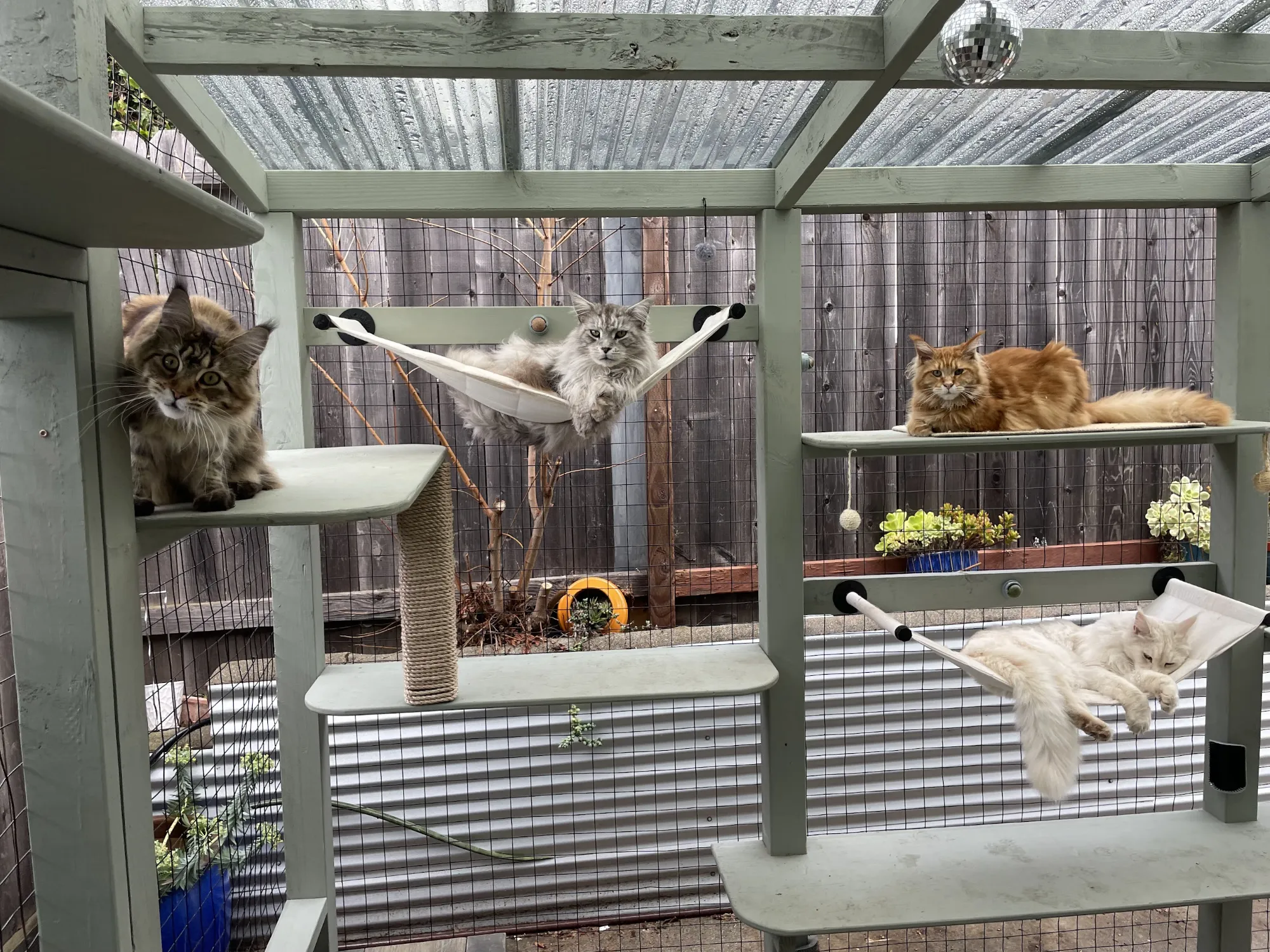 Five long-haired cats relaxing on shelves and hammocks inside a sage-green wooden catio with a clear roof
